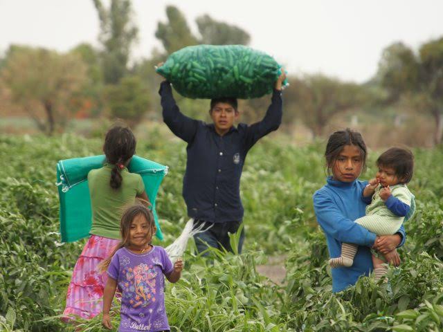 Denuncian jornaleras agrícolas indígenas, desatención frente a Covid-19