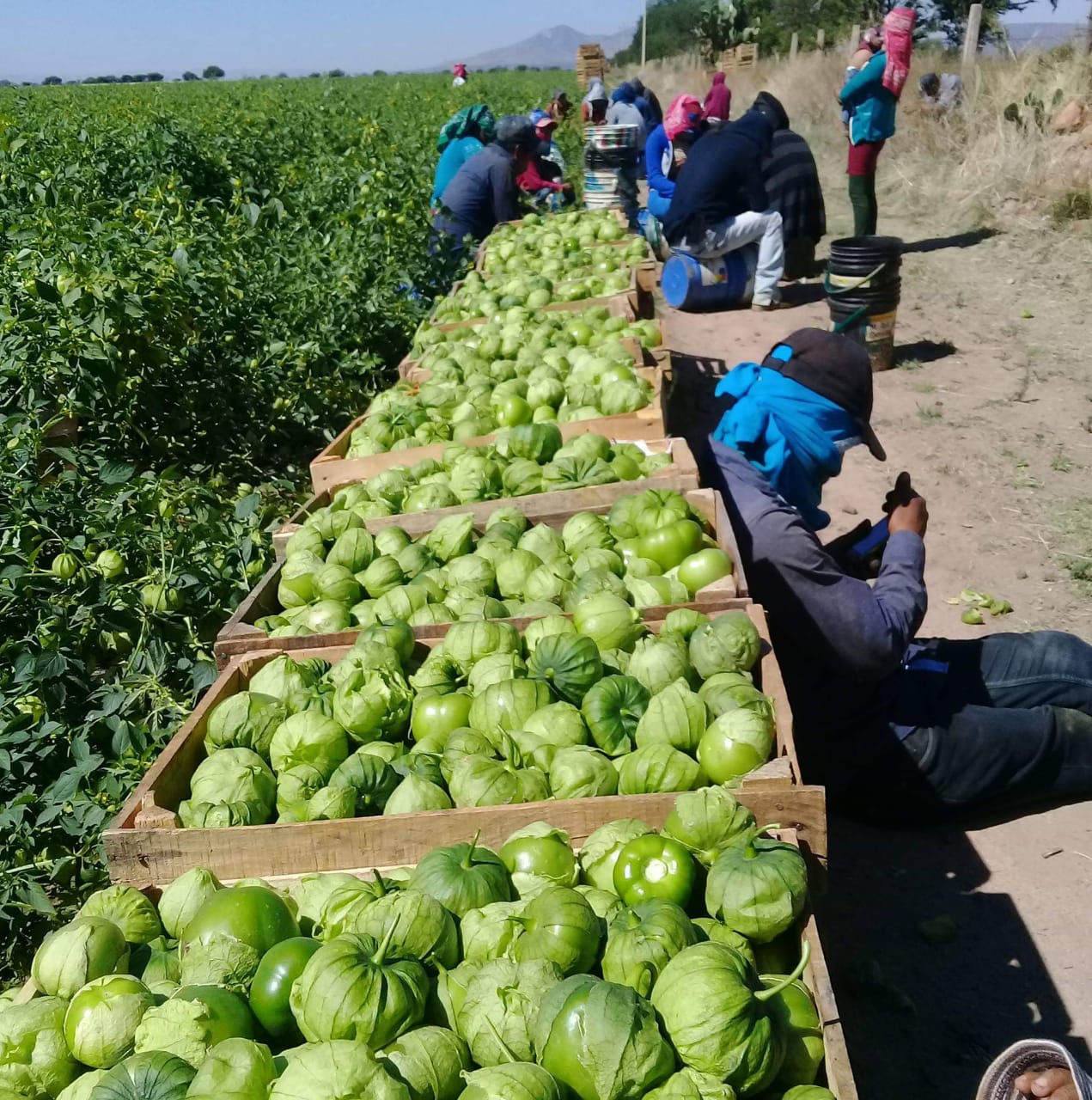 Jornaleras continúan enfrentándose a la muerte de niñas y niños en los campos agrícolas