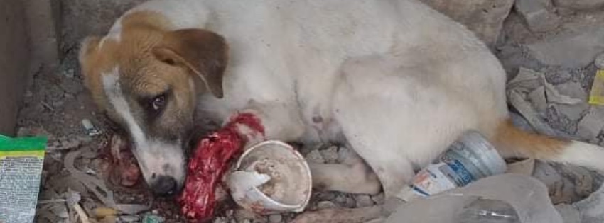 Sufren perros callejeros en&nbsp;Tlapa