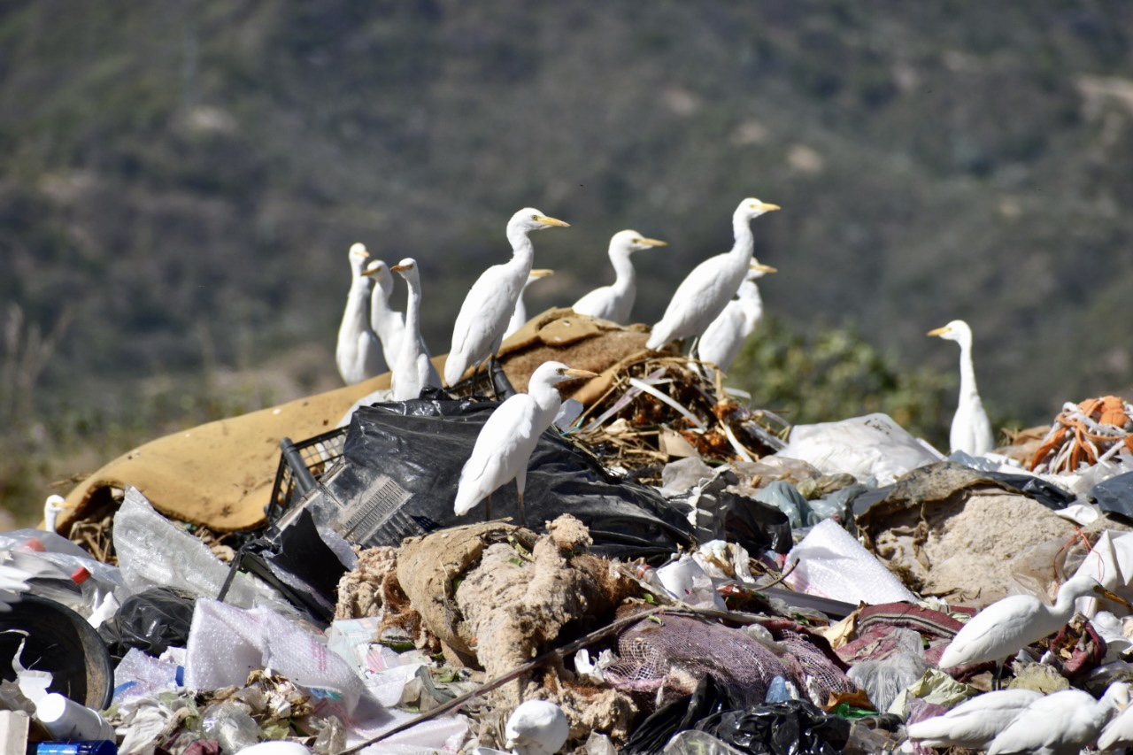 ¿Y tu basura Tlapa?