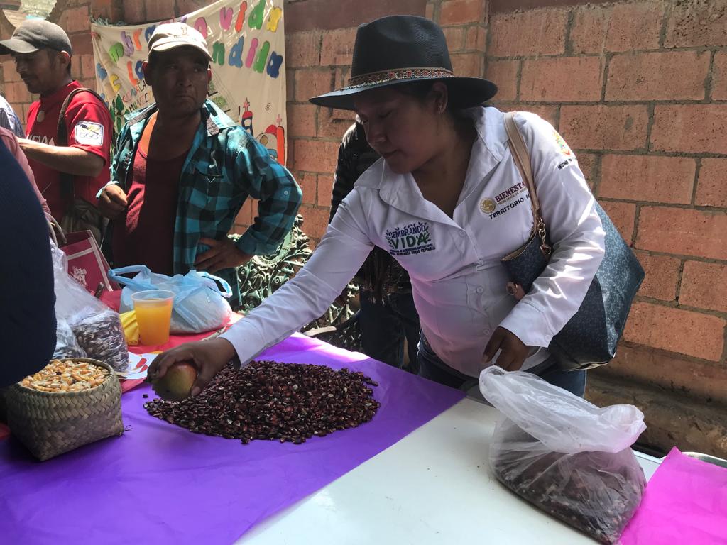 Semillas criollas en Alcozauca