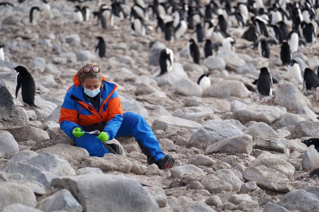 Dra. Julieta Orlando tomando muestras de suelo de pingüinera en la Antártica.
Fotografía: Instituto Milenio BASE/N.Politis