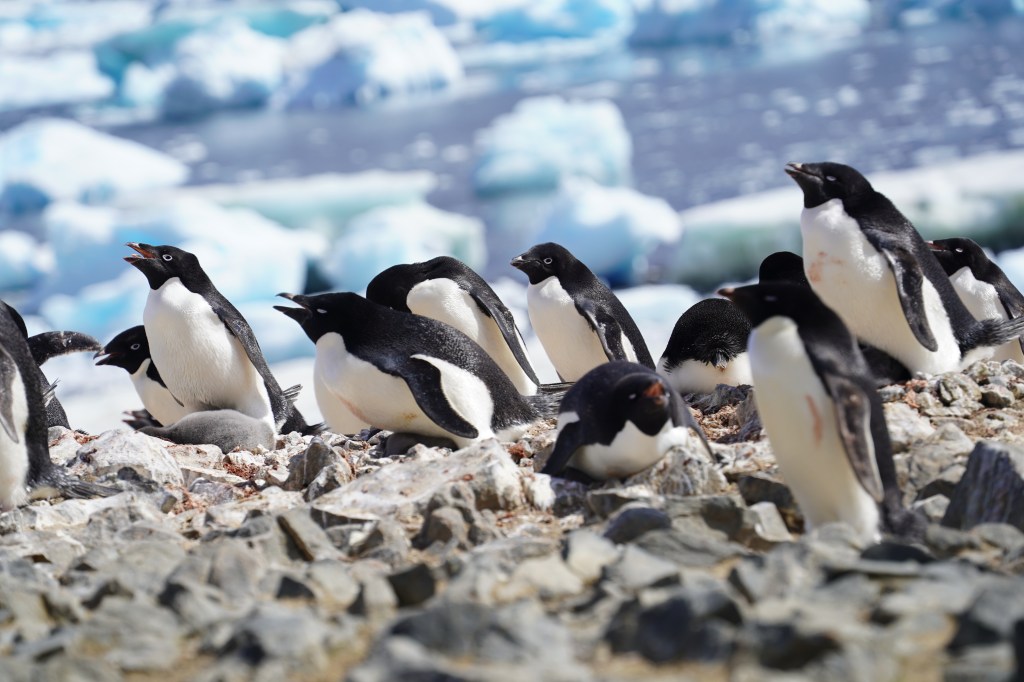 De pingüinos y su potencial para degradar&nbsp;microplásticos