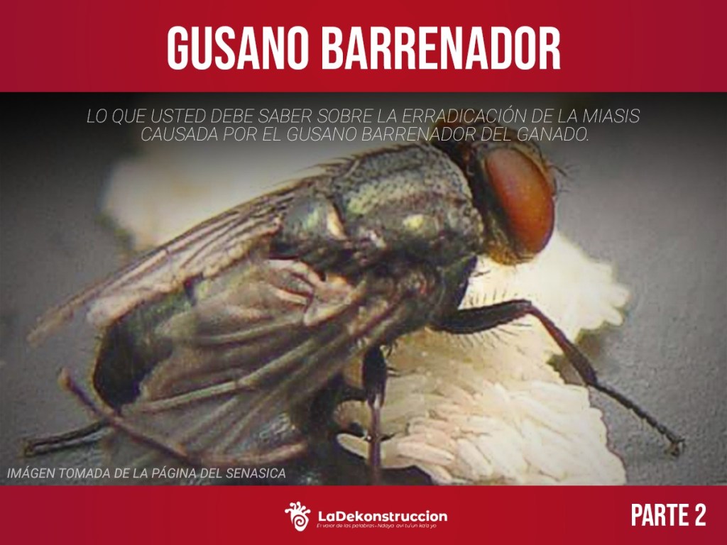 LO QUE USTED DEBE SABER SOBRE LA ERRADICACIÓN DE LA MIASIS CAUSADA POR EL GUSANO BARRENADOR DEL&nbsp;GANADO.